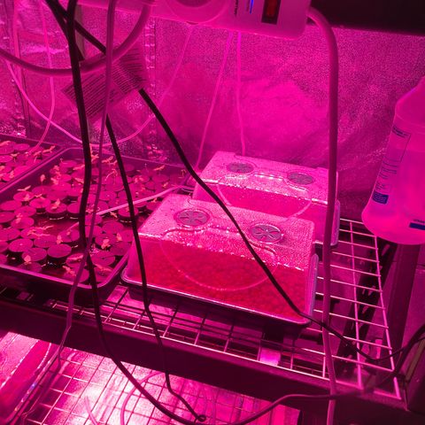 White cbg  growlog photo: Plants in distress water swap 