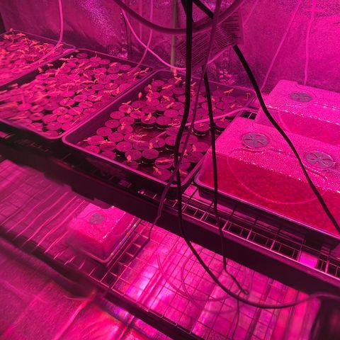 White cbg  growlog photo: Plants in distress water swap 