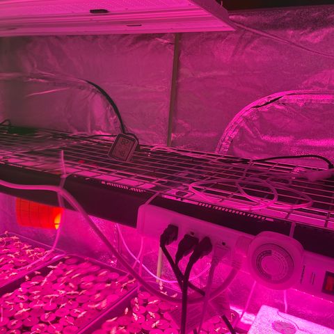 White cbg  growlog photo: Plants in distress water swap 