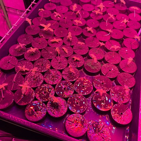 White cbg  growlog photo: Plants in distress water swap 