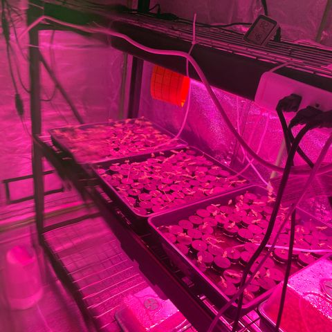 White cbg  growlog photo: Plants in distress water swap 