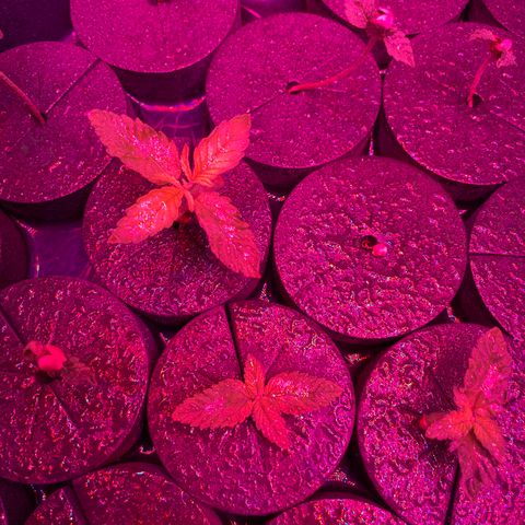 White cbg  growlog photo: Plants in distress water swap 