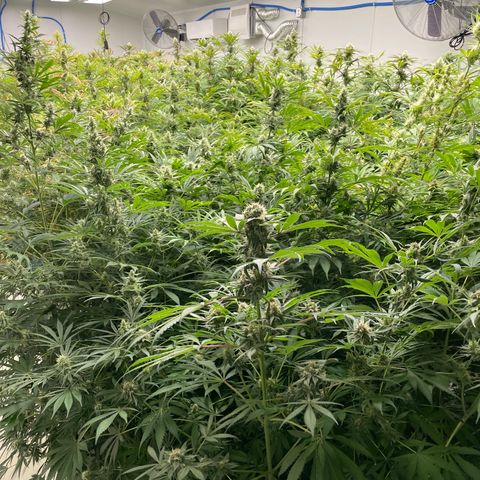 Lifter  growlog photo: Biggest buds I have  seen from this strain 