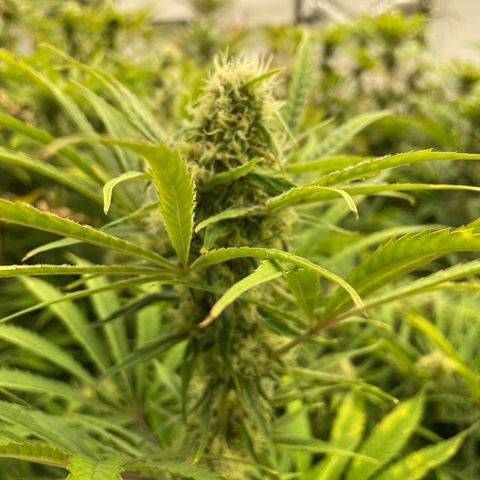 Lifter  growlog photo: Biggest buds I have  seen from this strain 