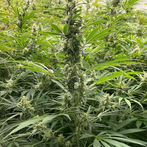 Lifter  growlog photo: Biggest buds I have  seen from this strain 