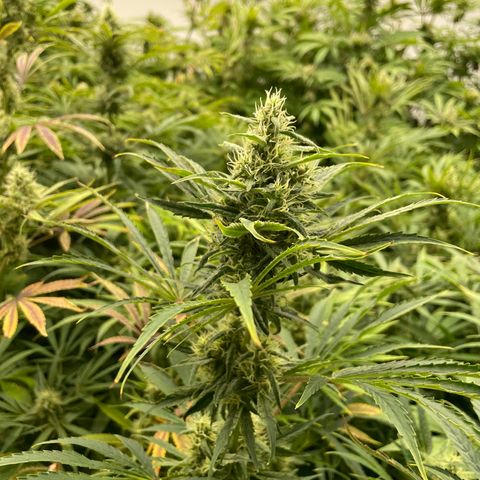 Lifter  growlog photo: Biggest buds I have  seen from this strain 
