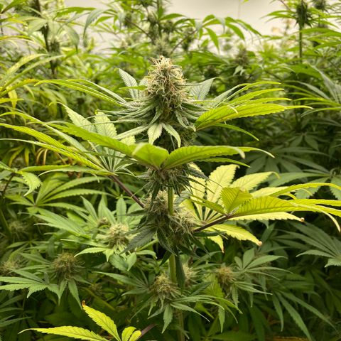 Super sour space candy  growlog photo: Big buds 