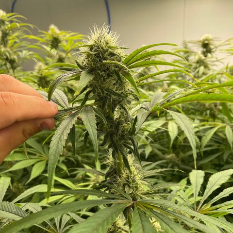 Super sour space candy  growlog photo: Big buds 