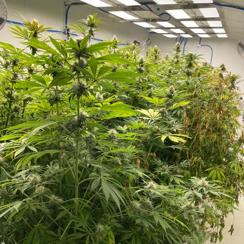 Super sour space candy  growlog photo: Big buds 
