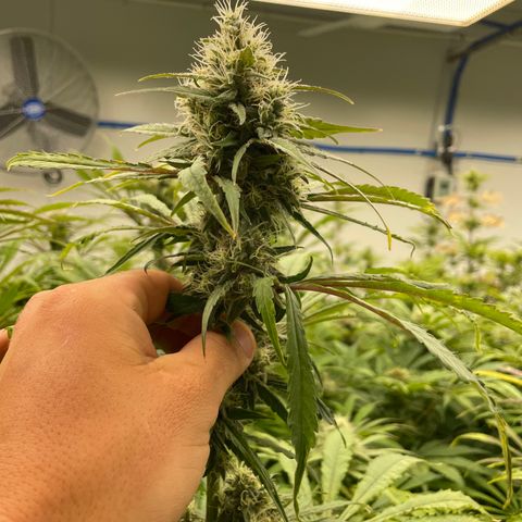 Super sour space candy  growlog photo: Big buds 