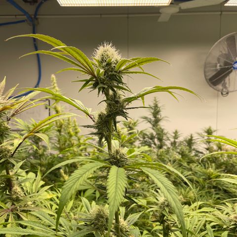 Super sour space candy  growlog photo: Big buds 
