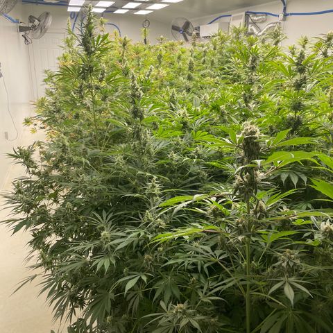 Lifter  growlog photo: Nice buds 