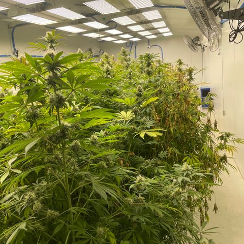 Super sour space candy  growlog photo: Nice buds 