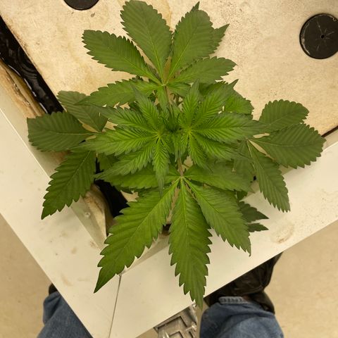 White cbg  growlog timeline photo