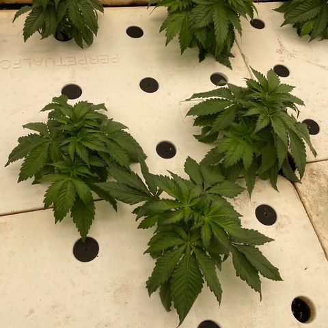 White cbg  growlog timeline photo