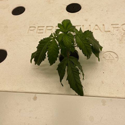 White cbg  growlog timeline photo