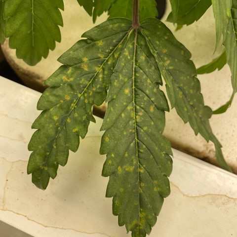 White cbg  growlog timeline photo