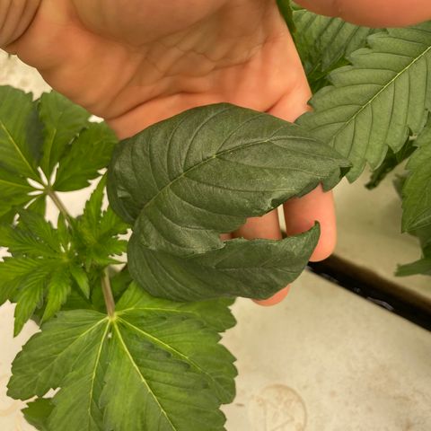 White cbg  growlog timeline photo