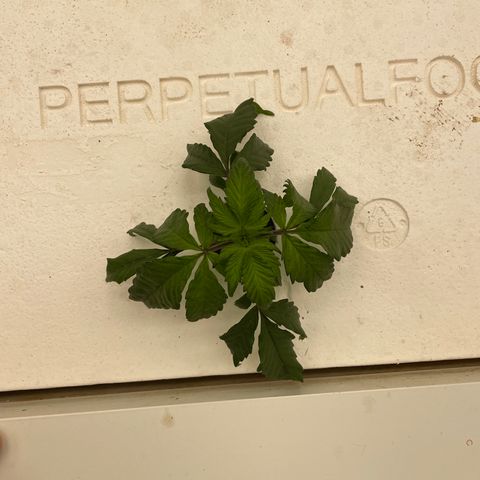 White cbg  growlog timeline photo