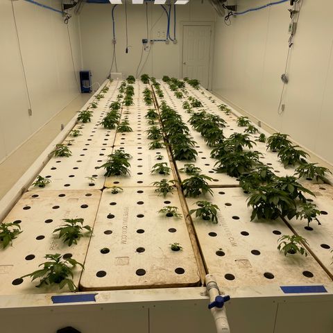 White cbg  growlog timeline photo