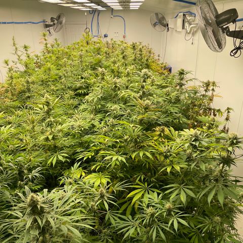 Super sour space candy  growlog timeline photo