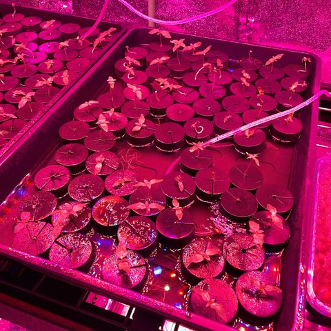 White cbg  growlog photo: Plants wilted kelp added small dose and water changed 