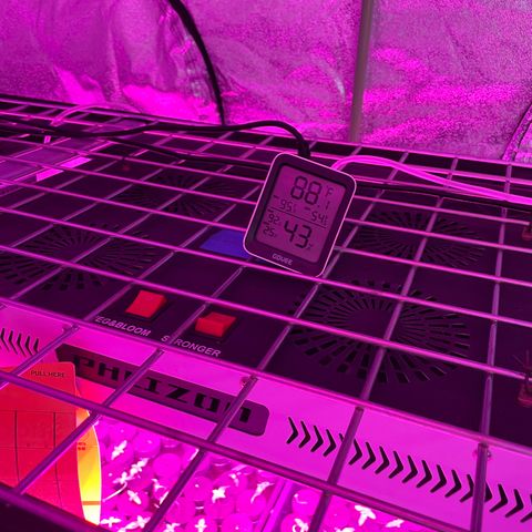 White cbg  growlog photo: Plants wilted kelp added small dose and water changed 