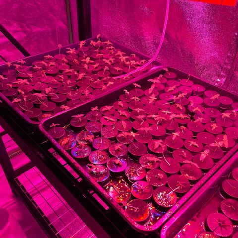 White cbg  growlog photo: Plants wilted kelp added small dose and water changed 