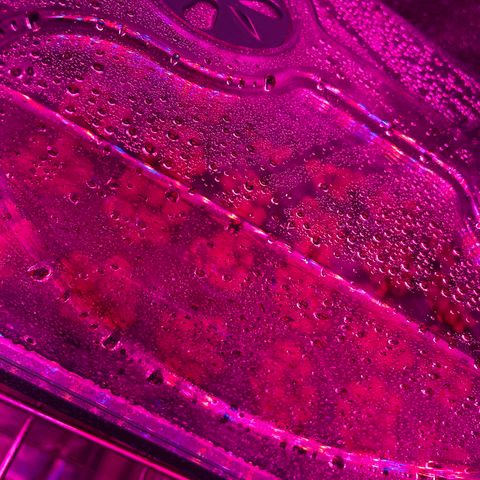 White cbg  growlog photo: Plants wilted kelp added small dose and water changed 