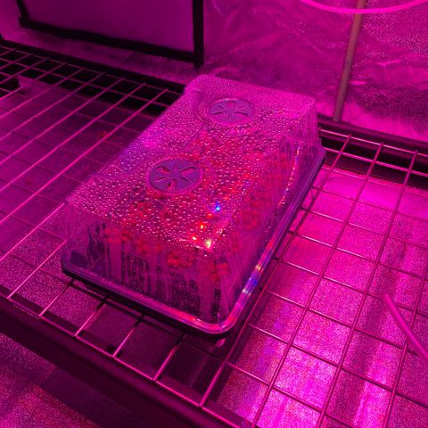 White cbg  growlog photo: Plants wilted kelp added small dose and water changed 