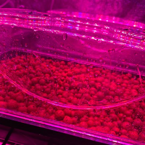 White cbg  growlog photo: Plants wilted kelp added small dose and water changed 