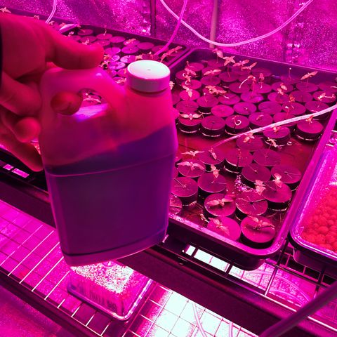 White cbg  growlog photo: Plants wilted kelp added small dose and water changed 