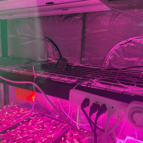 White cbg  growlog timeline photo