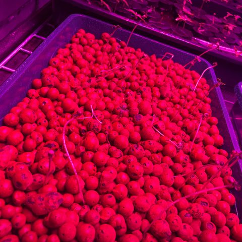 White cbg  growlog timeline photo