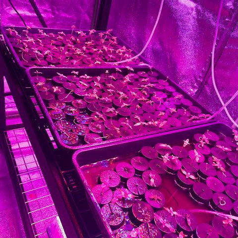 White cbg  growlog timeline photo