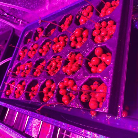 White cbg  growlog timeline photo