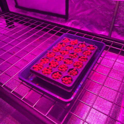 White cbg  growlog timeline photo