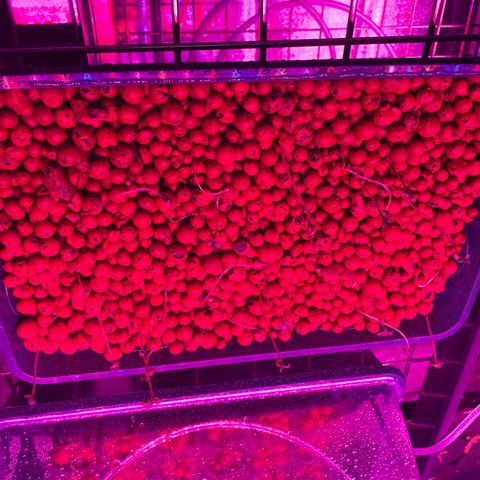 White cbg  growlog timeline photo