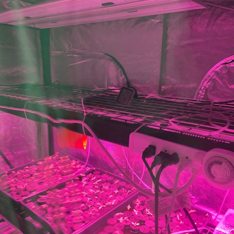 White cbg  growlog timeline photo