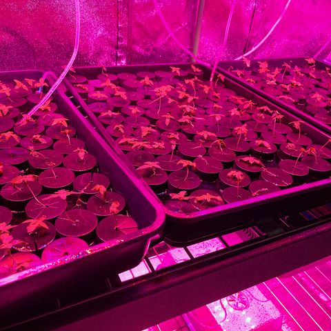 White cbg  growlog timeline photo