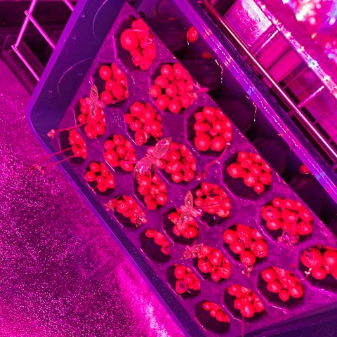 White cbg  growlog timeline photo