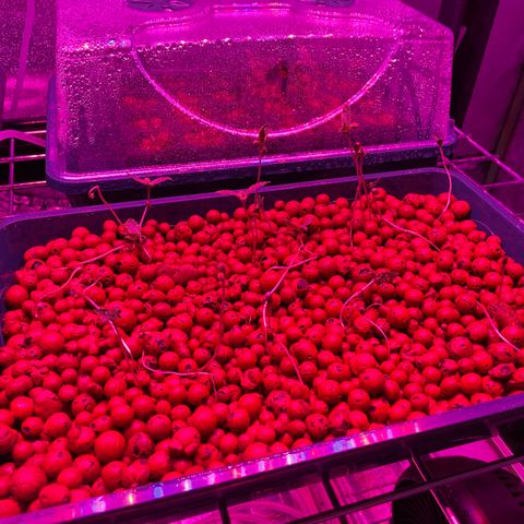 White cbg  growlog timeline photo