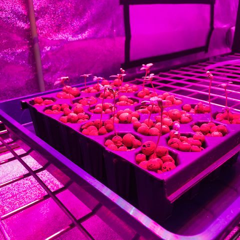 White cbg  growlog timeline photo