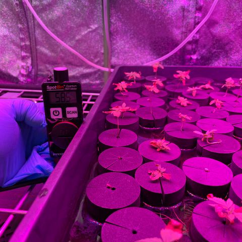 White cbg  growlog timeline photo