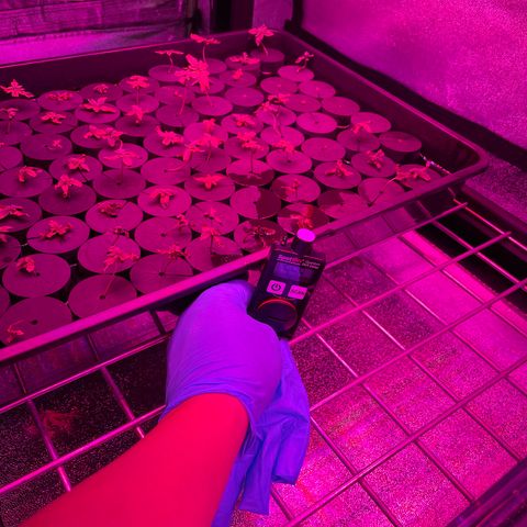 White cbg  growlog timeline photo