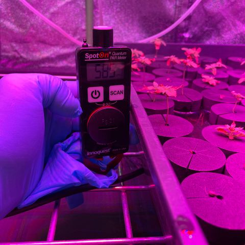 White cbg  growlog timeline photo