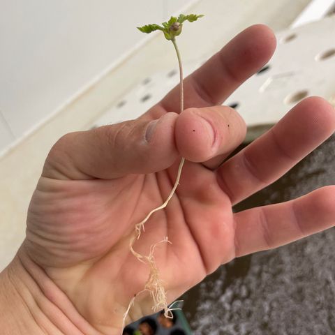 White cbg  growlog photo: Plants going into system looking rough 