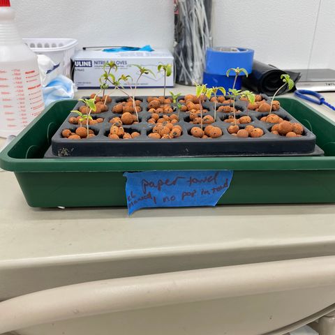 White cbg  growlog photo: Plants going into system looking rough 