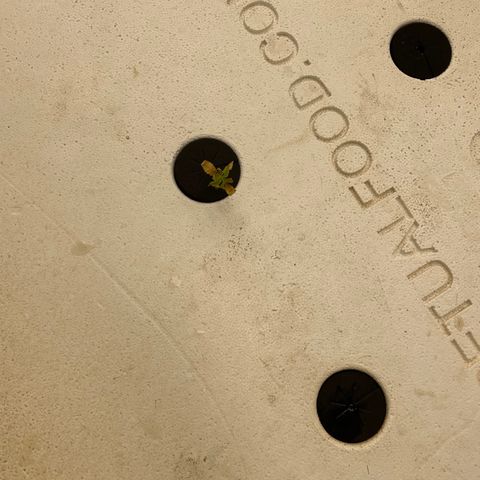 White cbg  growlog photo: Plants going into system looking rough 