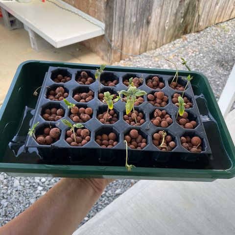 White cbg  growlog photo: Plants going into system looking rough 